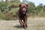 LABRADOR 085